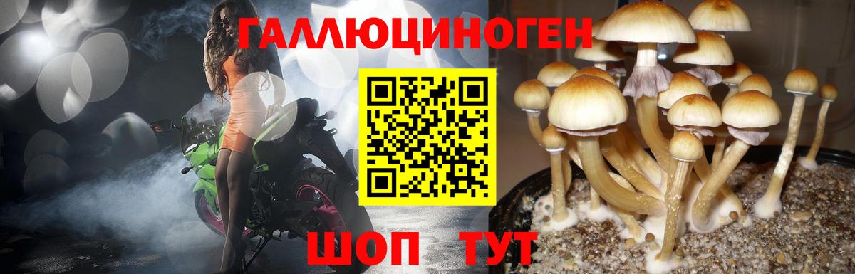 Псилоцибиновые грибы прущие грибы  Вход с VPN  Знаменск  Галлюциногенные грибы GOLDEN TEACHER 